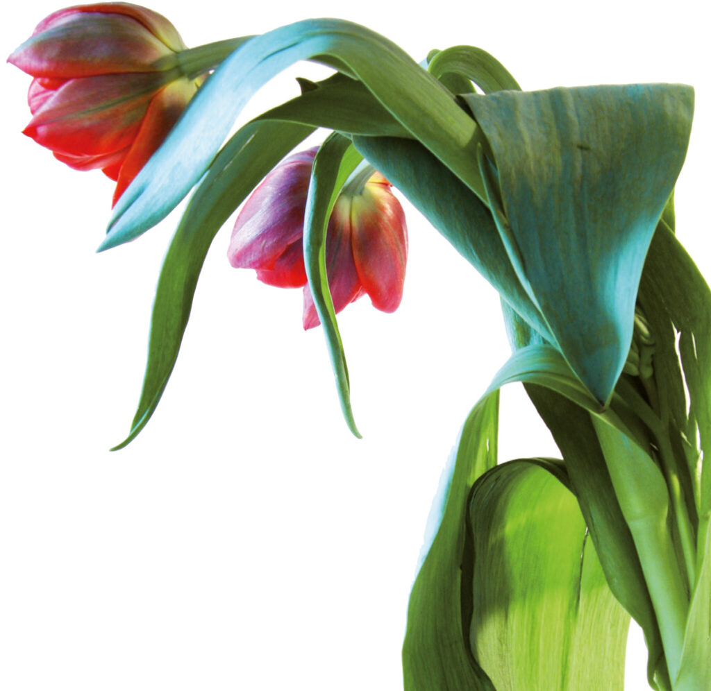 Intanto-Alessi-Mario-Trimarchi-Design-Tulip-Products-Artworks-2048x1992-2026 Intanto Alessi