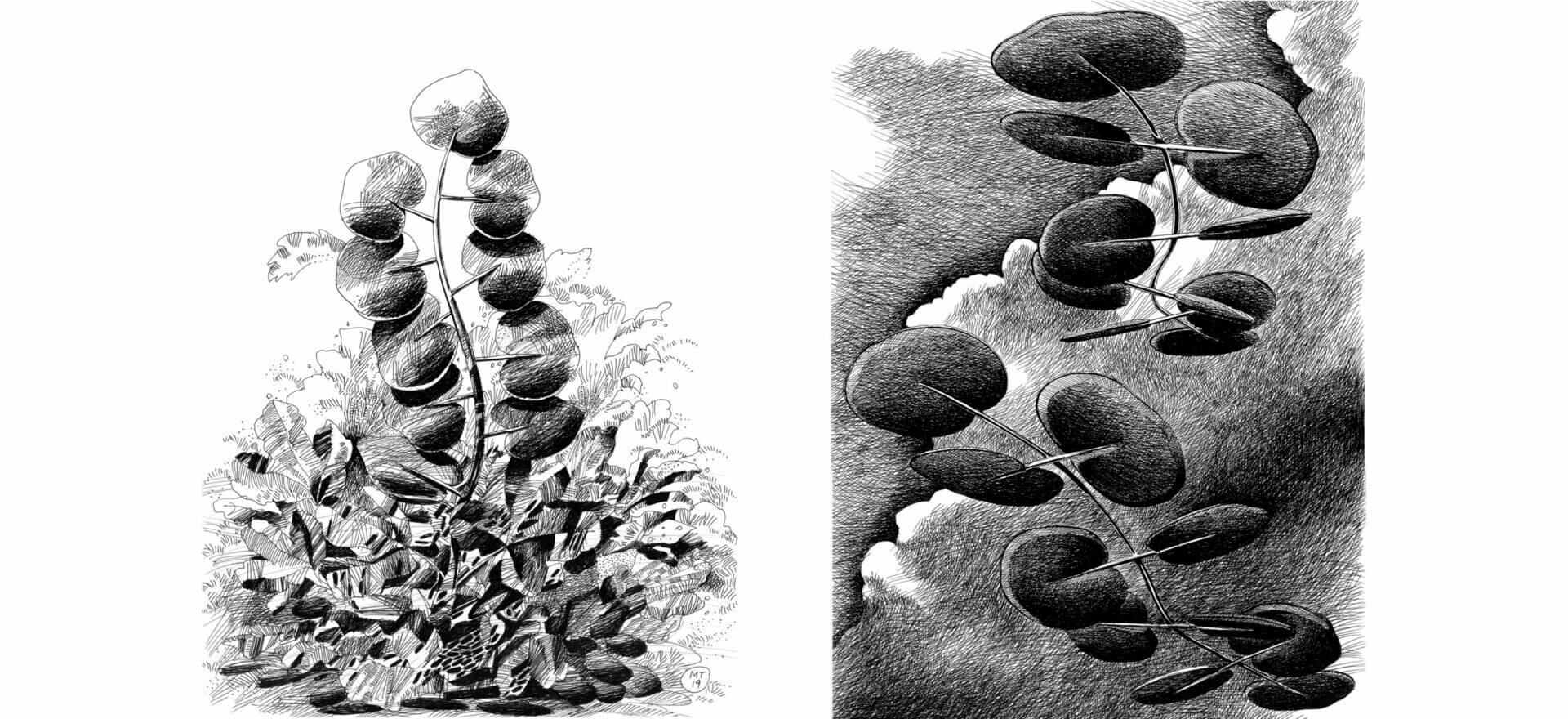 Mario-Trimarchi-Design-Botanica-Drawing-Ink-On-Paper-Artwork-2026