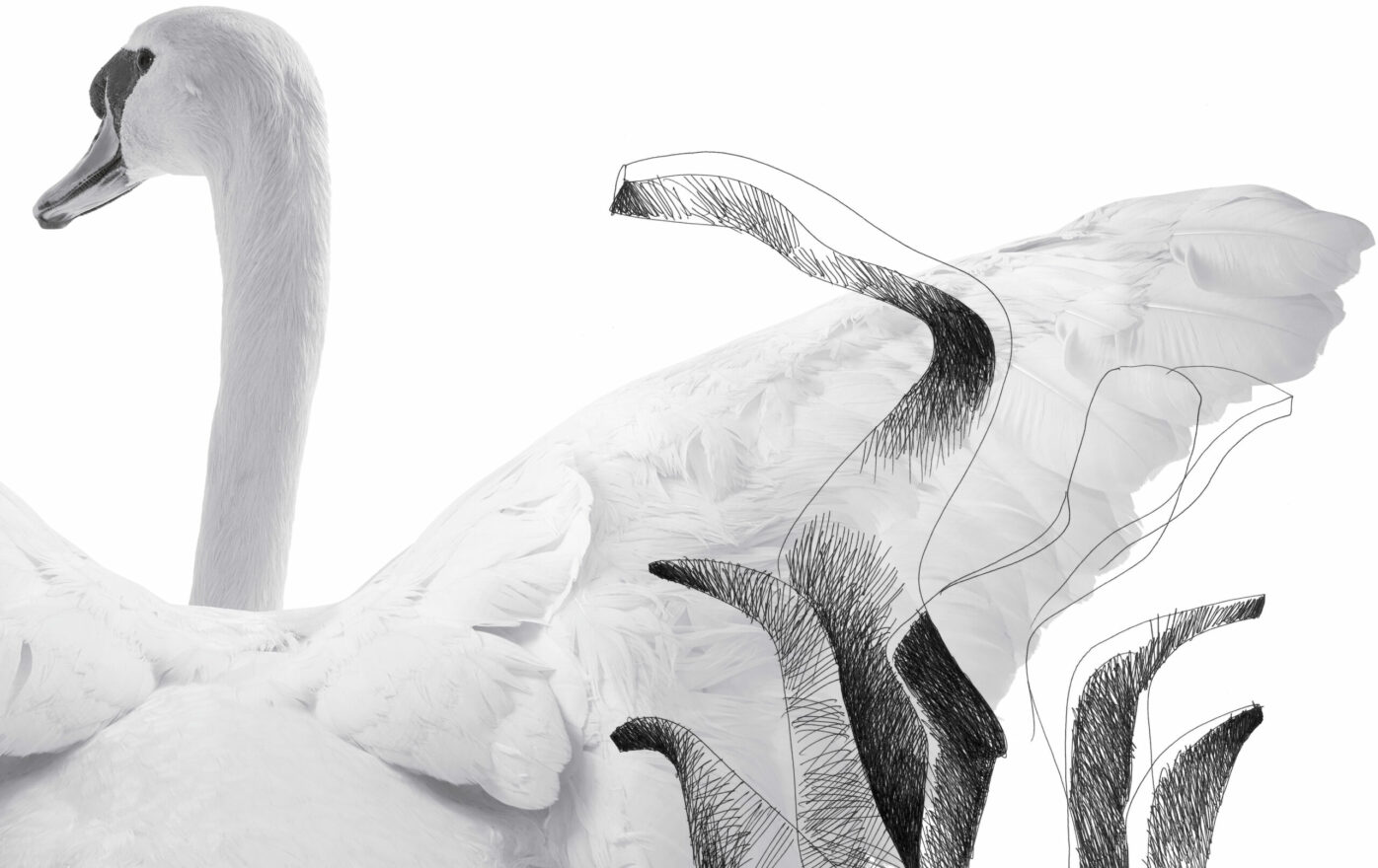 Art drawing of Swan kitchen faucet with black ink on white paper and the picture on a greyscale of a swan from the back. The design won the award of Good Design Award in 2017.